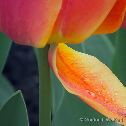 Wet Tulip Petal_DSCF01685.jpg - Photographed at the 2011 Canadian Tulip Festival in Ottawa, Ontario, Canada.